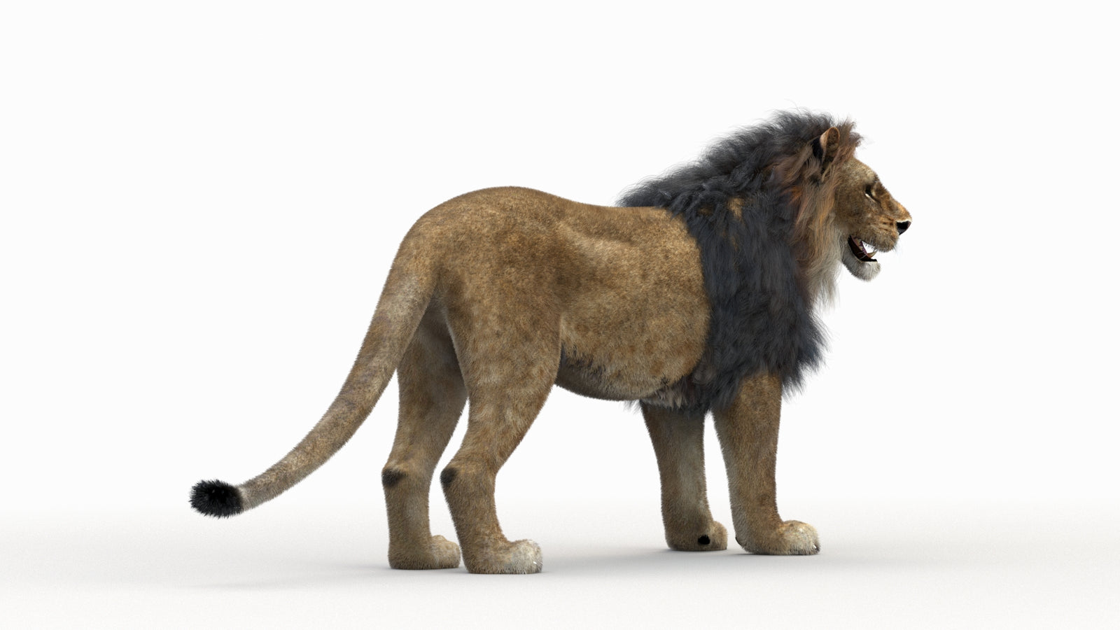 Lion 3D Model Rigged Fur 360° view 1 frame 5