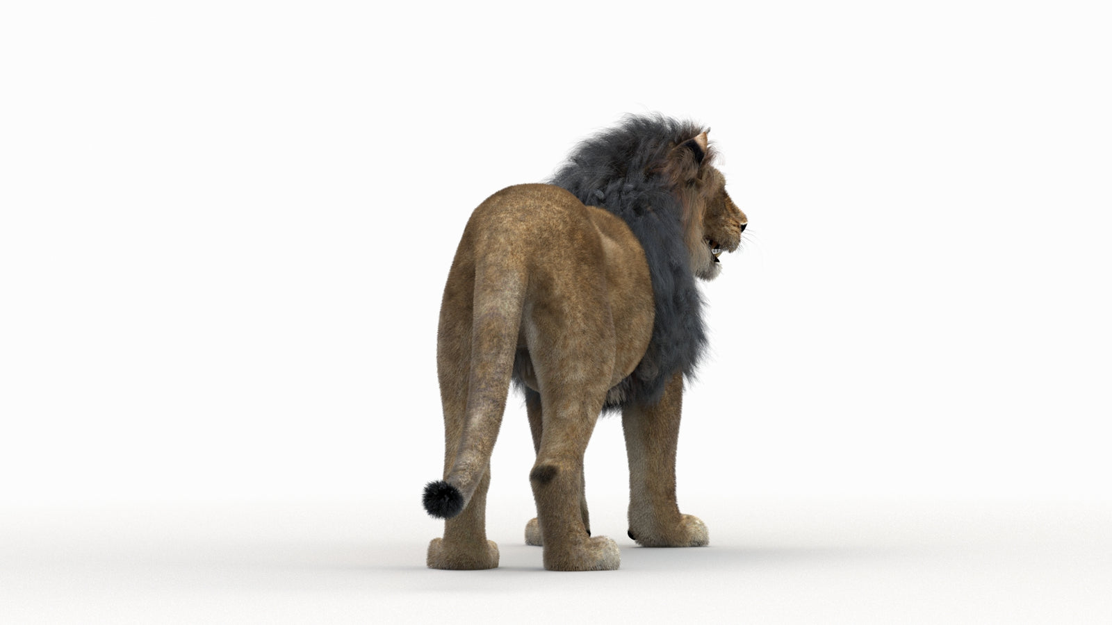 Lion 3D Model Rigged Fur 360° view 1 frame 8