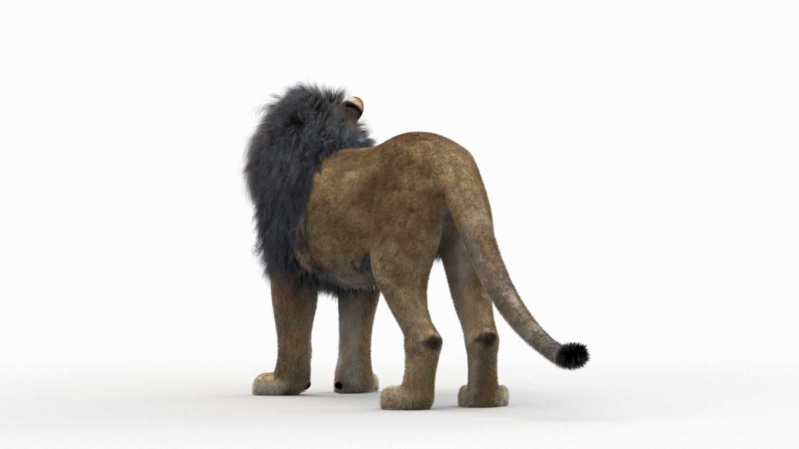 Lion 3D Model Rigged Fur 360° view 1 frame 12