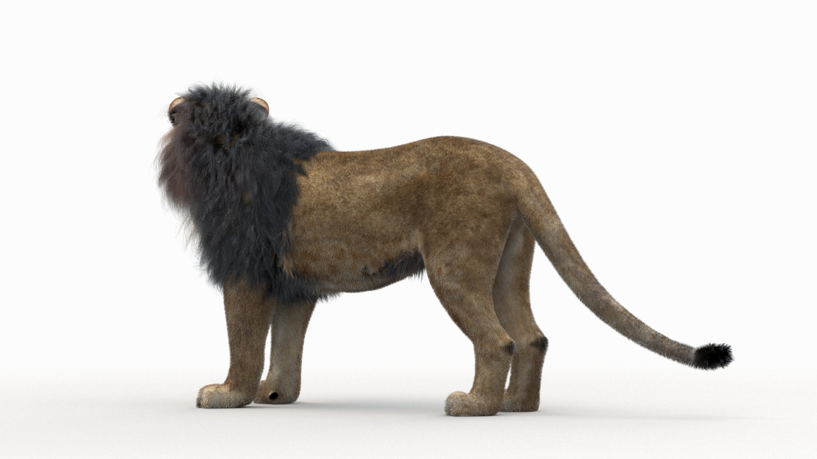 Lion 3D Model Rigged Fur 360° view 1 frame 15