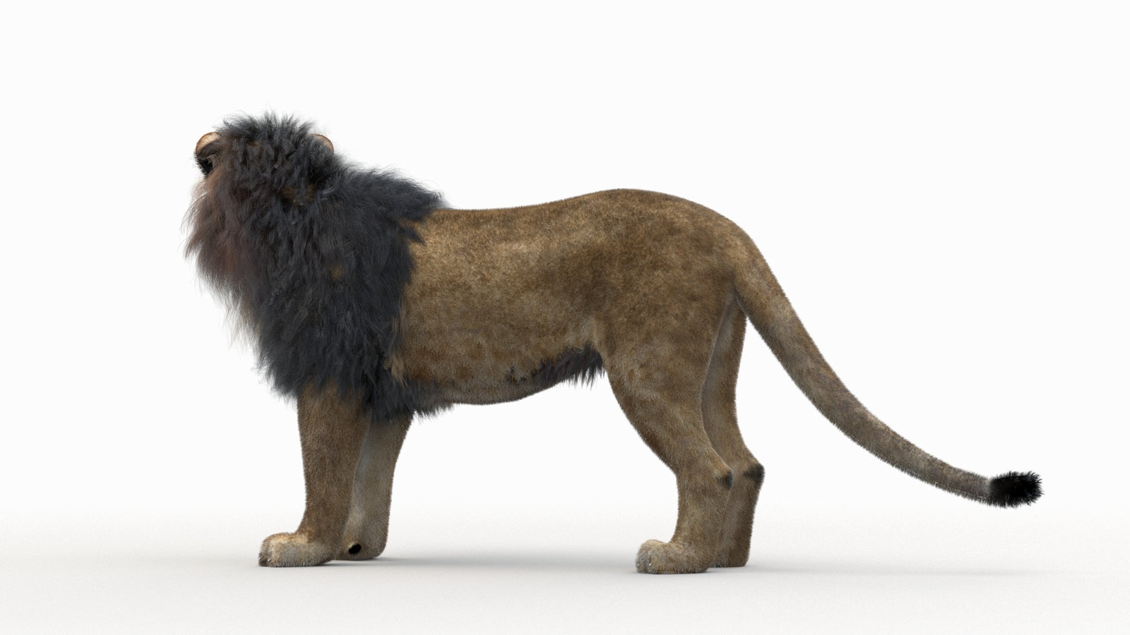 Lion 3D Model Rigged Fur 360° view 1 frame 16