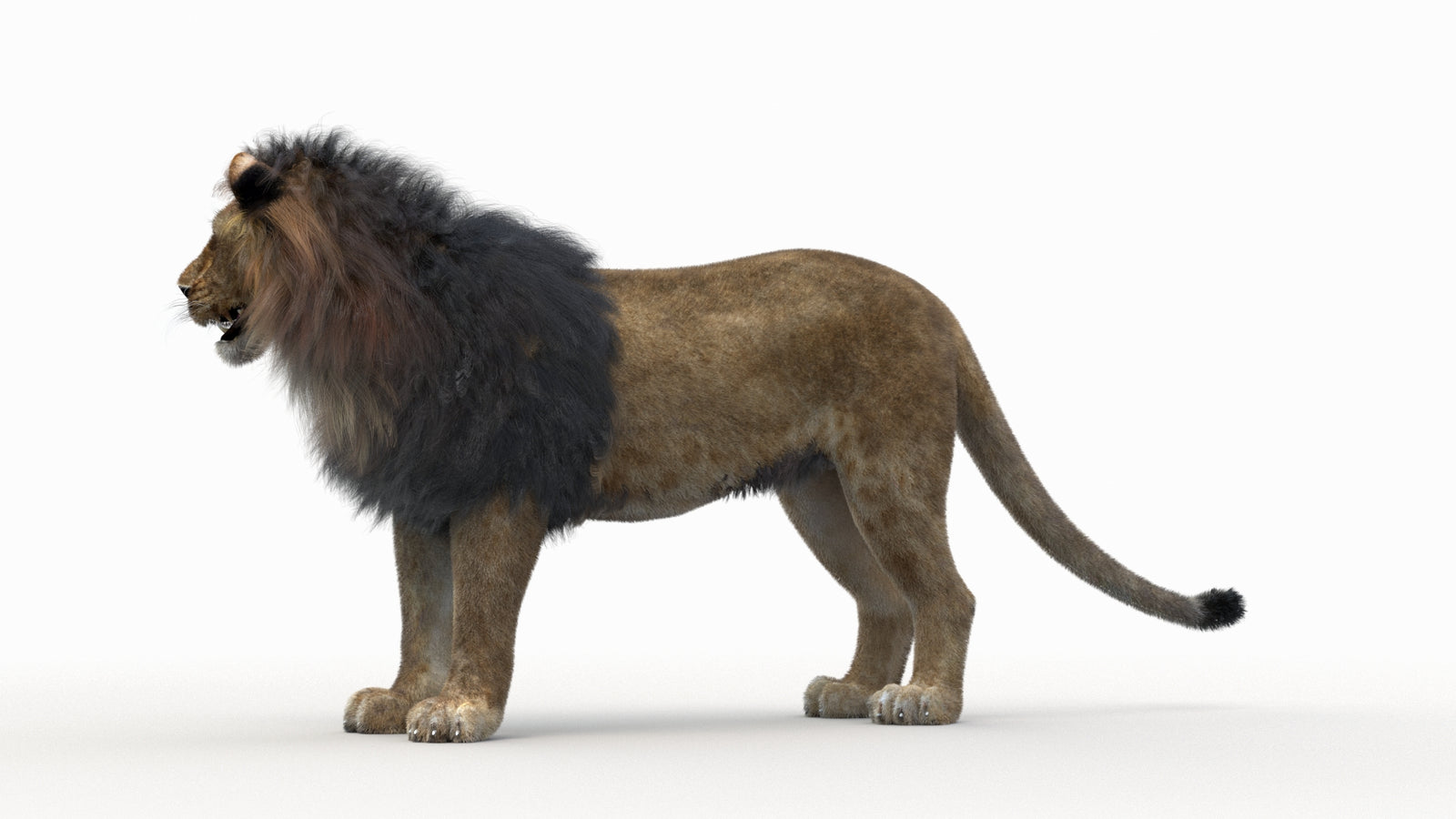 Lion 3D Model Rigged Fur 360° view 1 frame 21