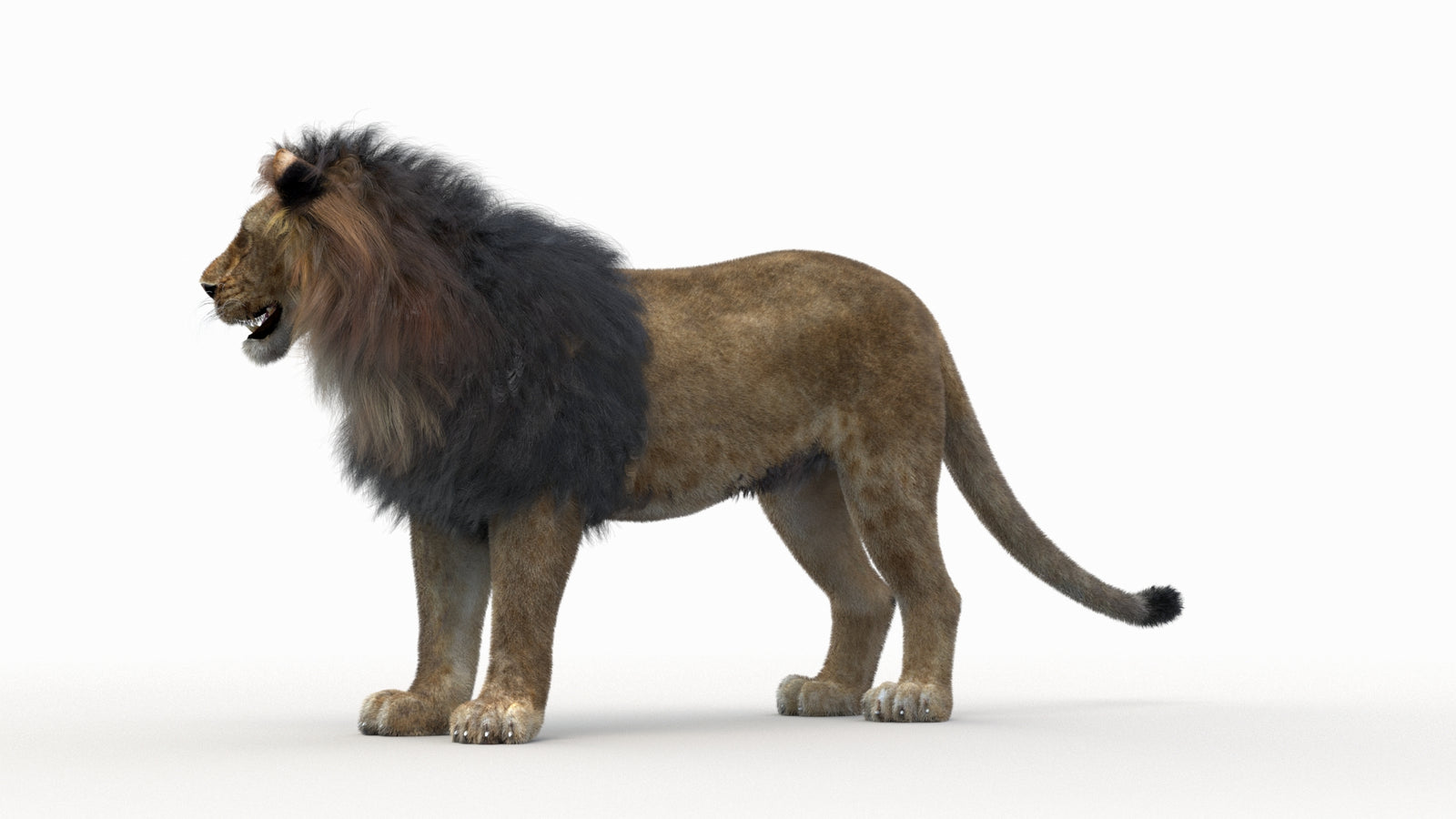Lion 3D Model Rigged Fur 360° view 1 frame 22