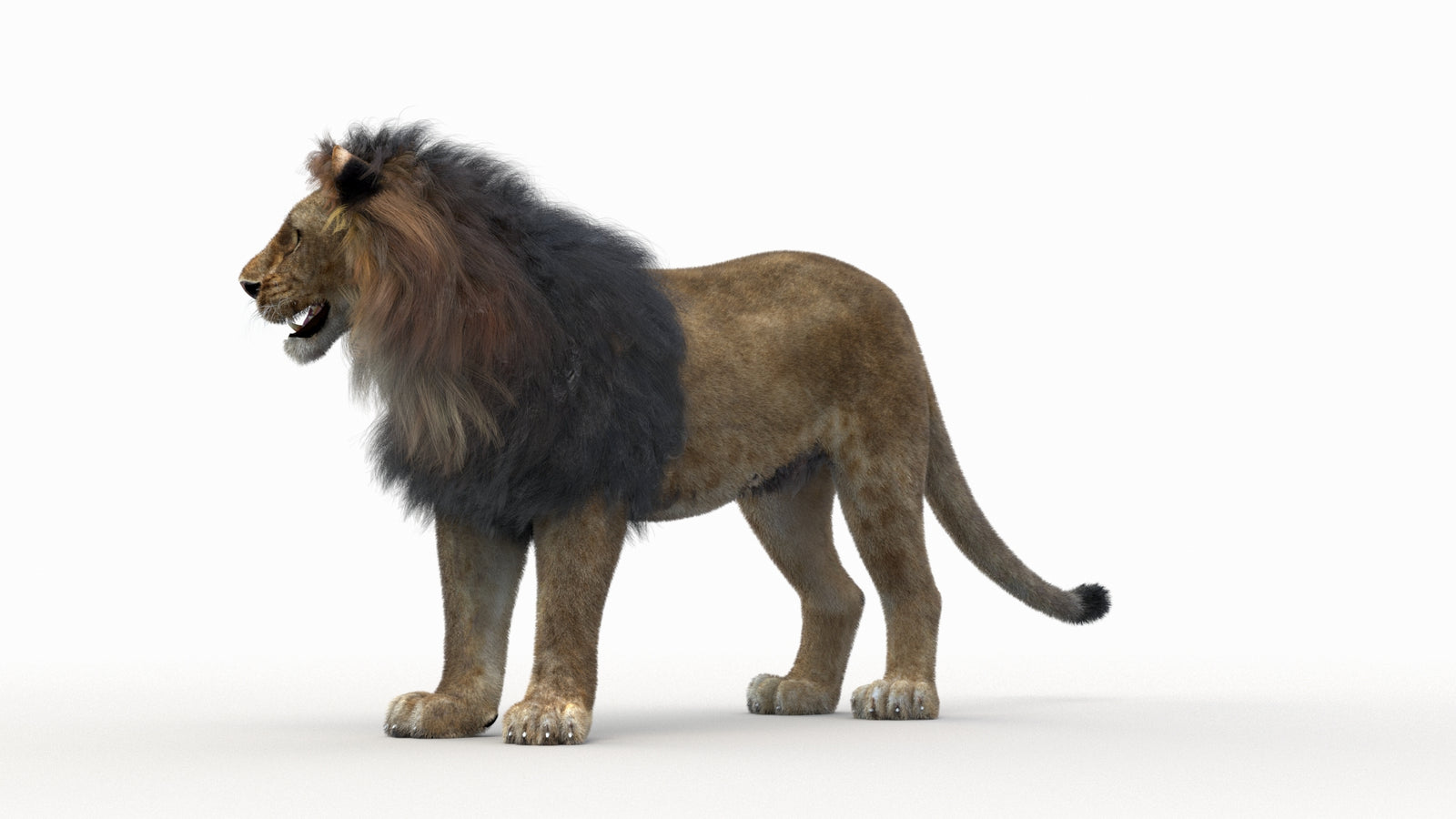 Lion 3D Model Rigged Fur 360° view 1 frame 23