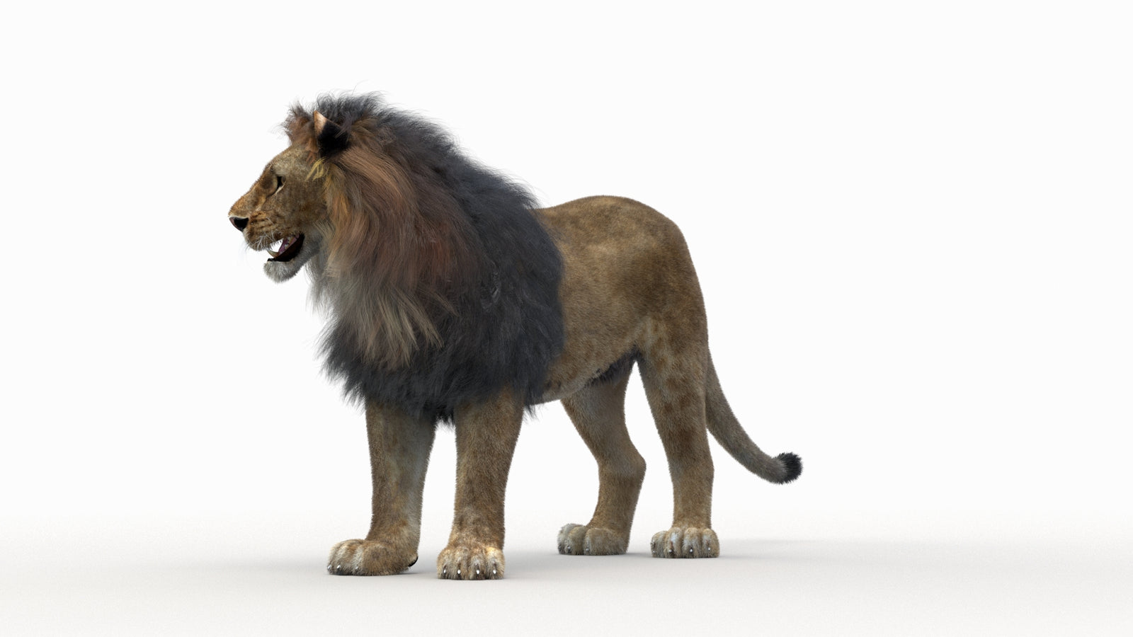 Lion 3D Model Rigged Fur 360° view 1 frame 24