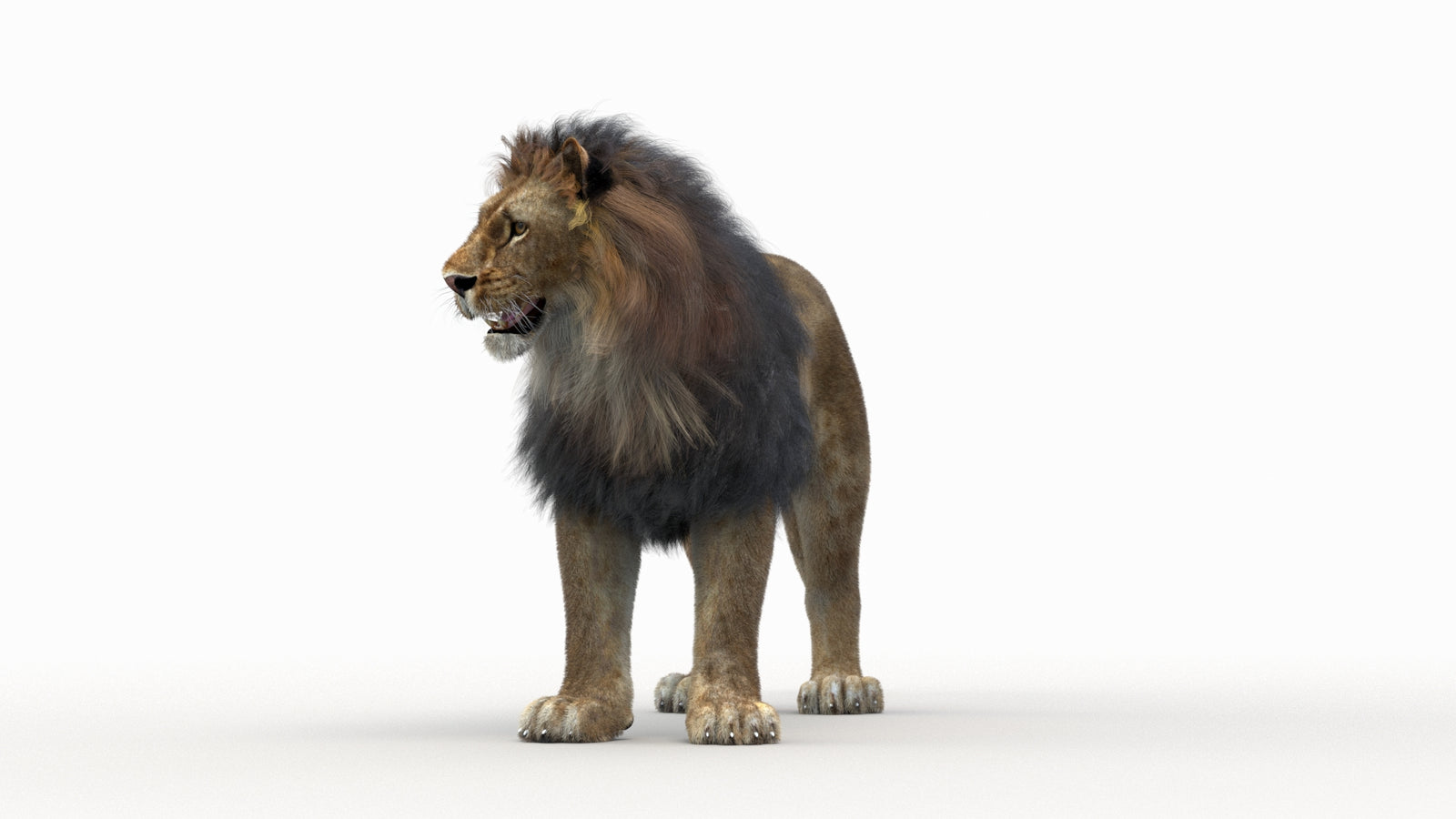 Lion 3D Model Rigged Fur 360° view 1 frame 26