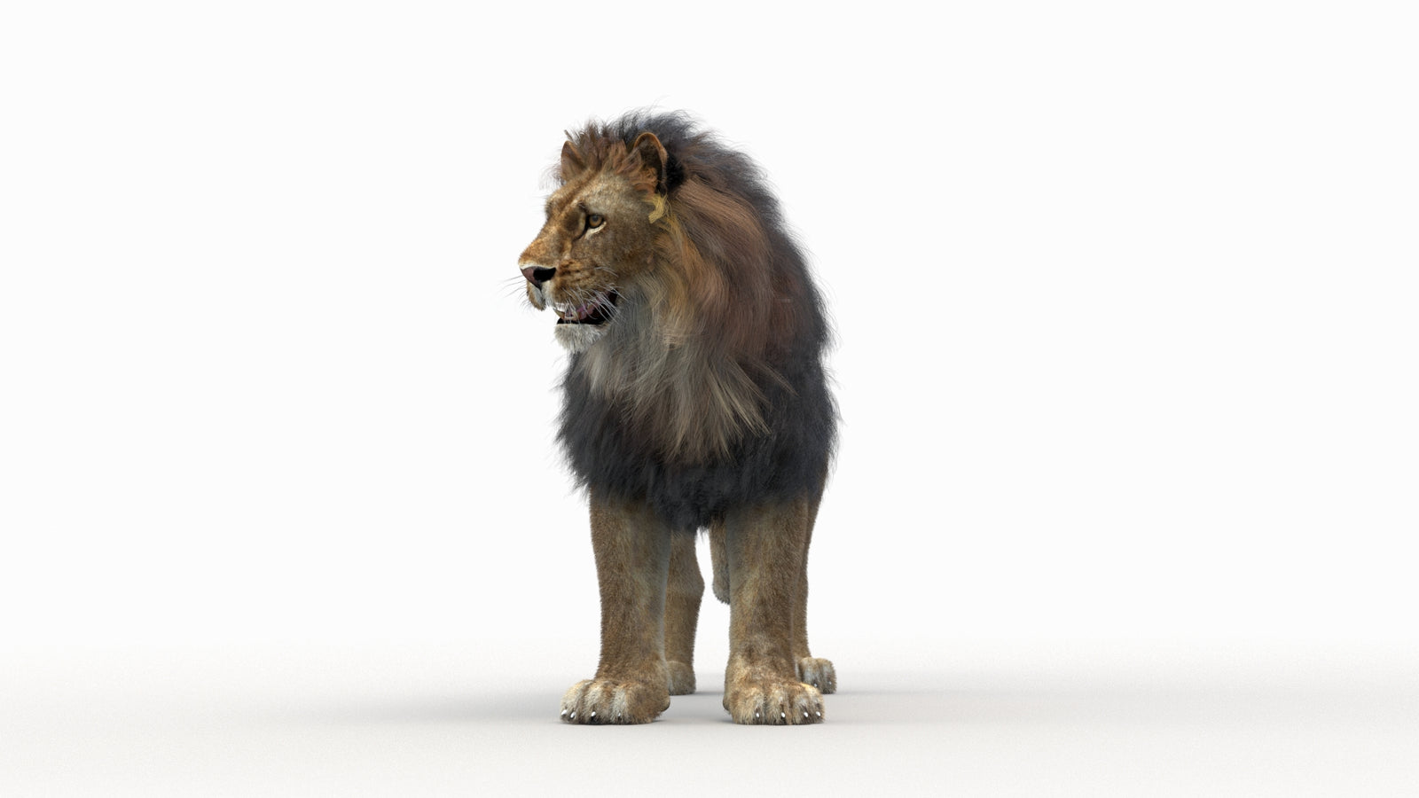 Lion 3D Model Rigged Fur 360° view 1 frame 27