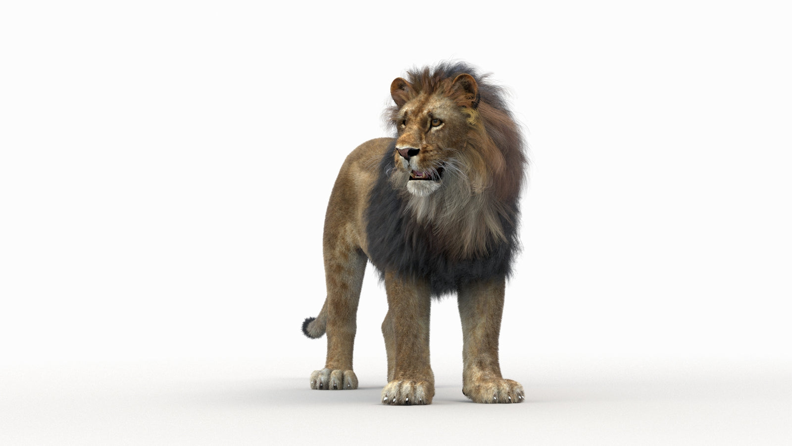 Lion 3D Model Rigged Fur 360° view 1 frame 29