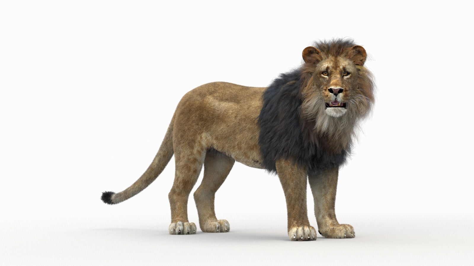 Lion 3D Model Rigged Fur 360° view 1 frame 32