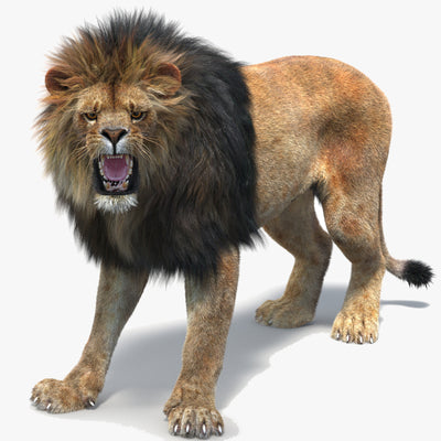 Rigged Lion 3D Model Fur