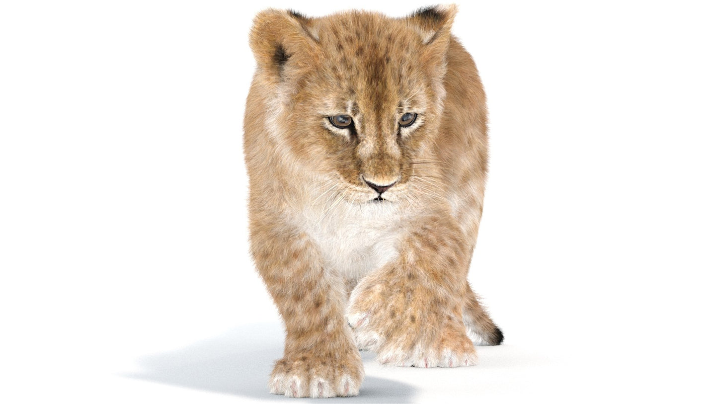 Rigged Lion Cub 3D Model with Fur