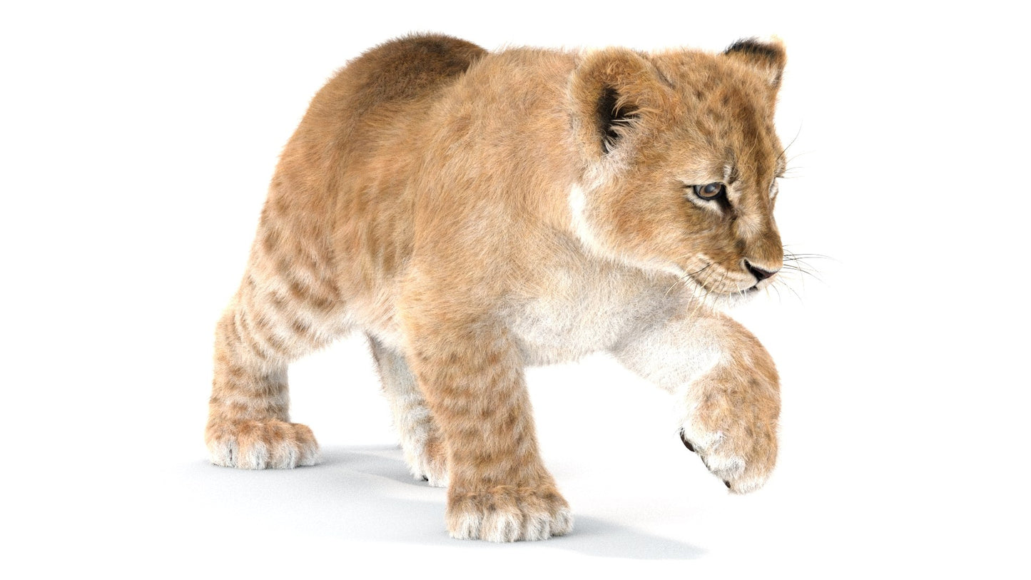 Rigged Lion Cub 3D Model Fur