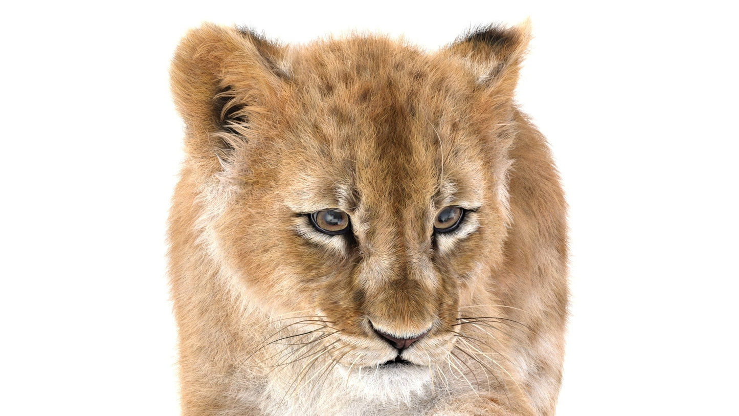 Rigged Lion Cub 3D Model Fur
