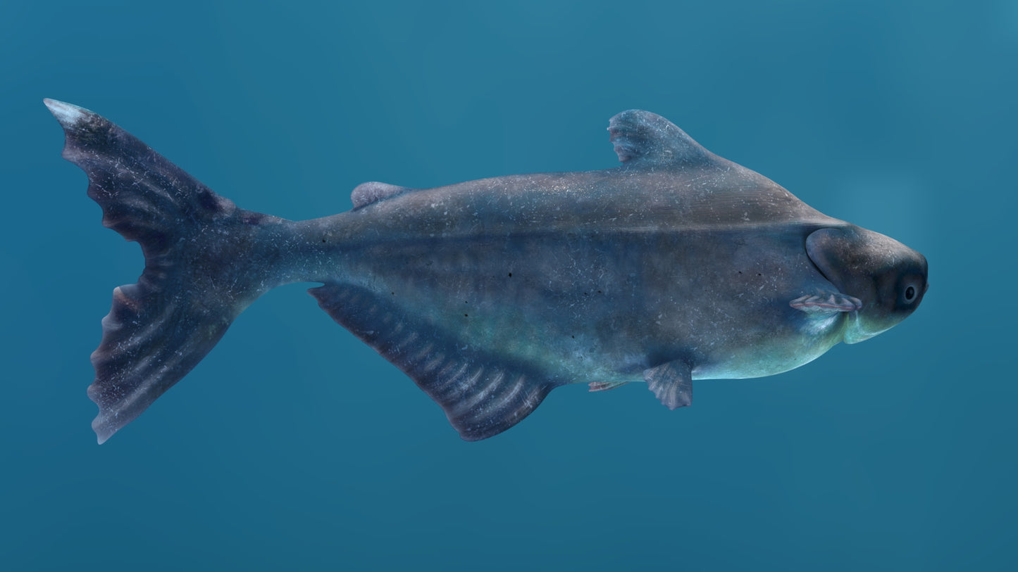 Rigged Mekong Giant Catfish 3D Model