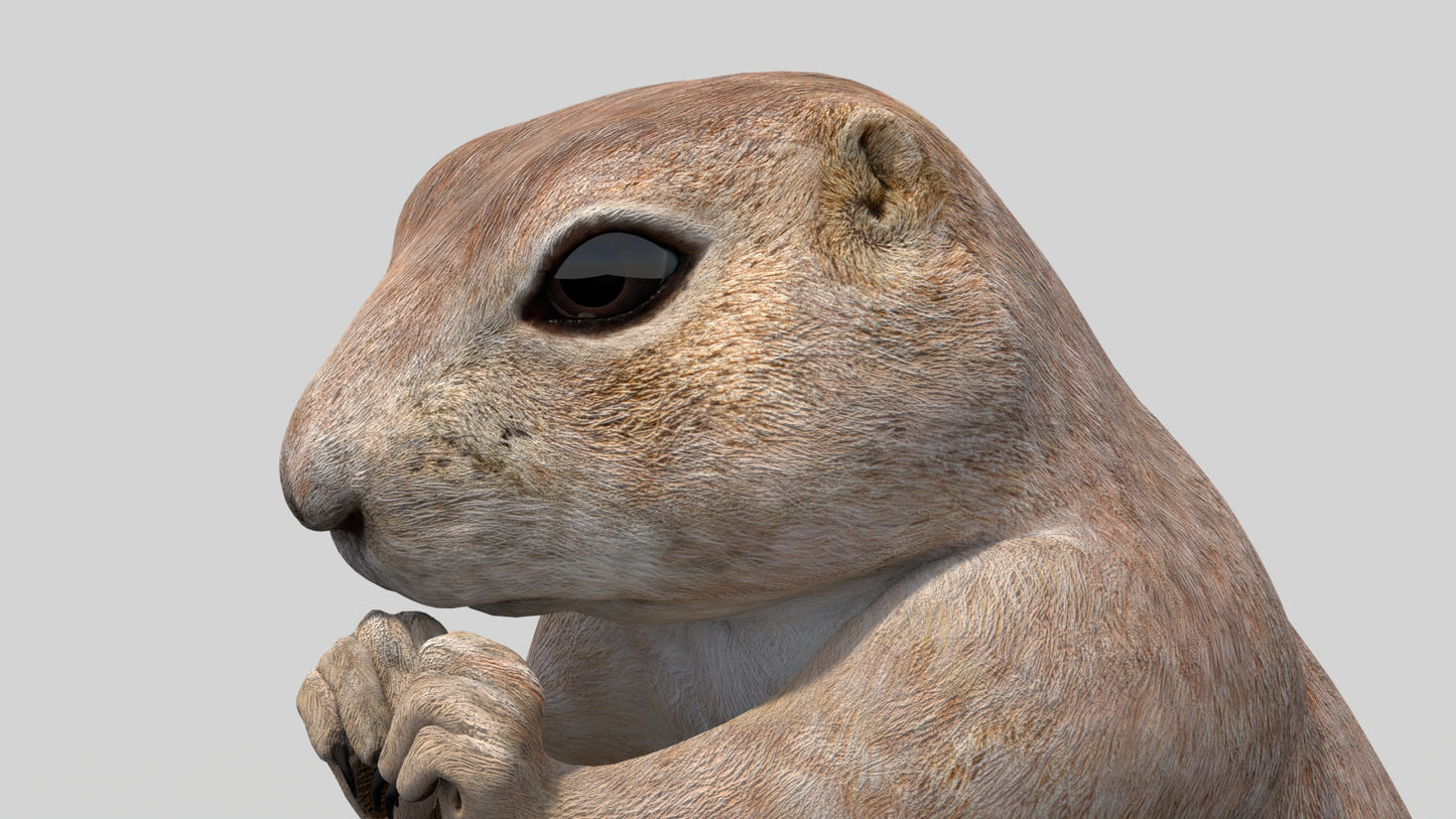 Rigged Prairie Dog 3D Model