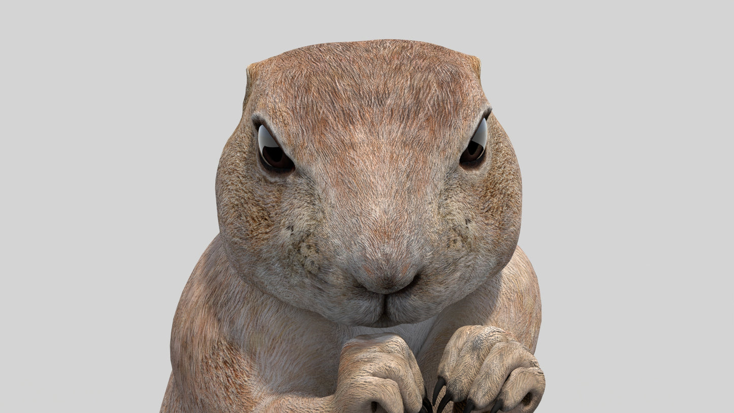 Rigged Prairie Dog 3D Model