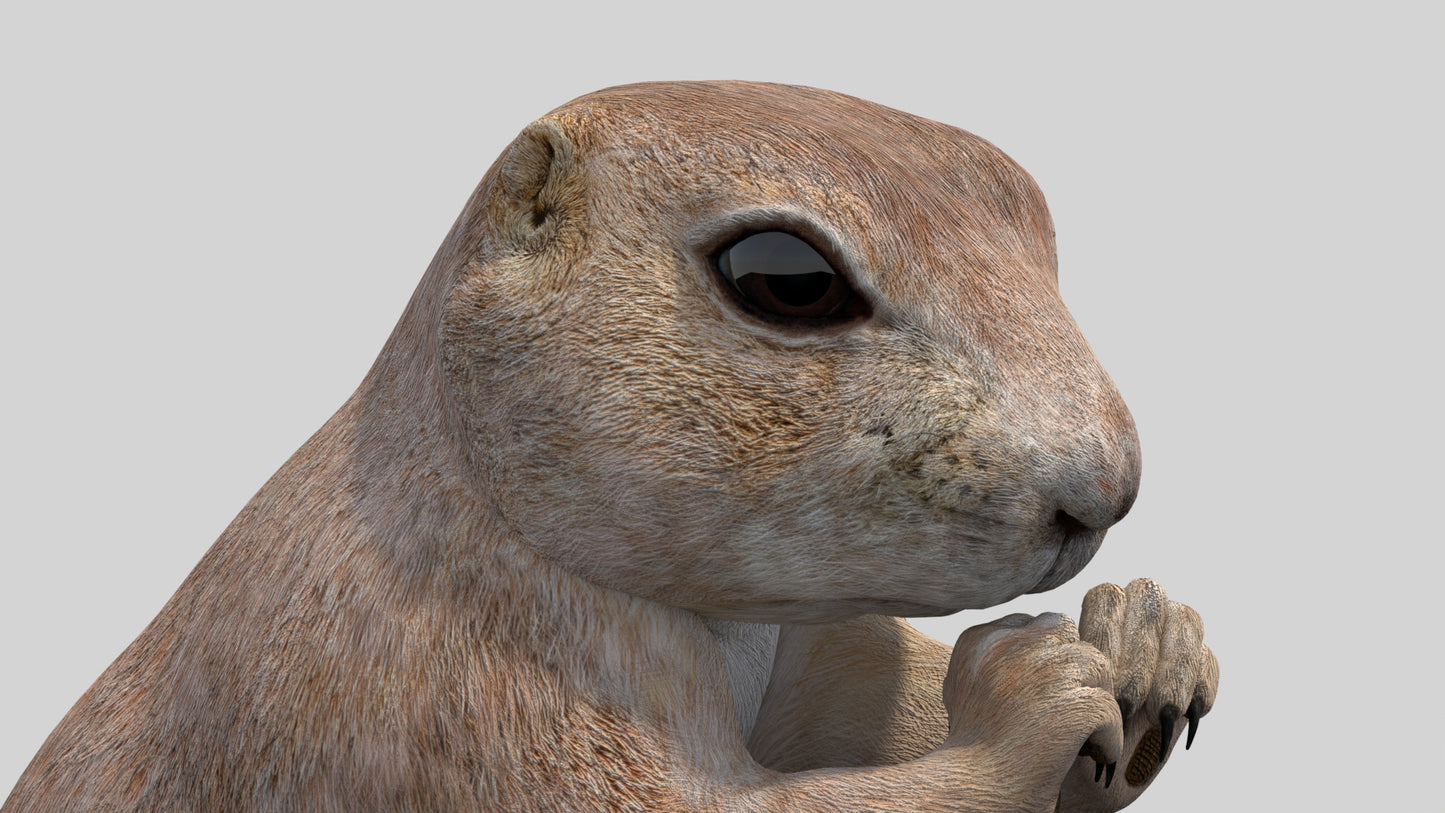 Rigged Prairie Dog 3D Model