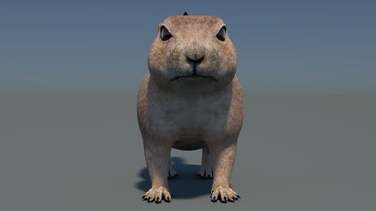 Rigged Prairie Dog 3D Model