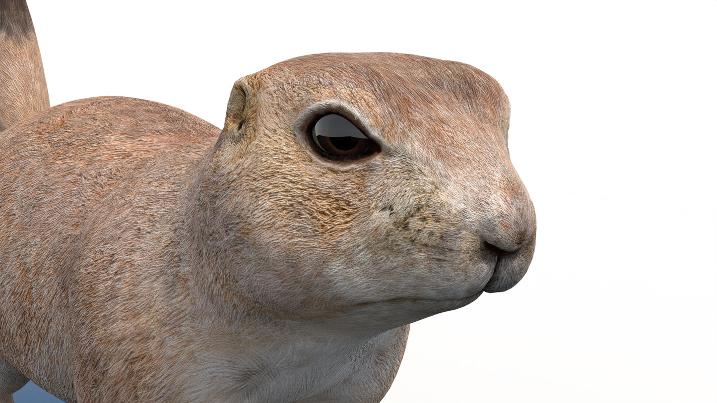 Rigged Prairie Dog 3D Model