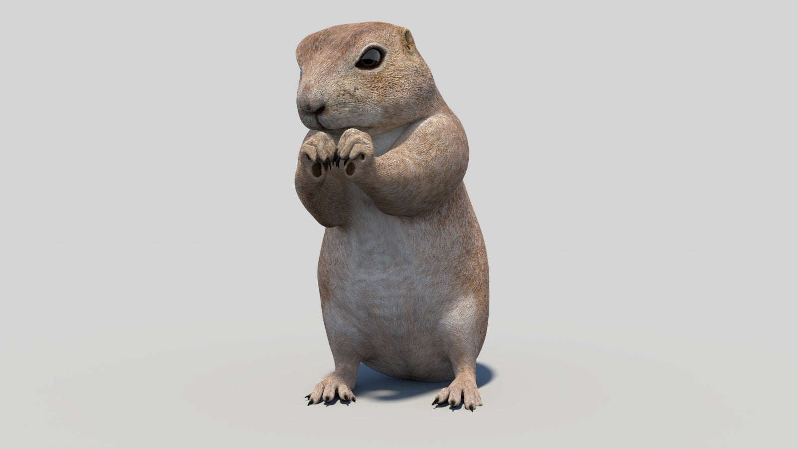Animated Prairie Dog 3D Model 360° view 2 frame 2