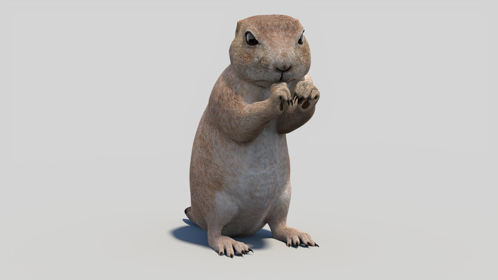 Animated Prairie Dog 3D Model 360° view 2 frame 6