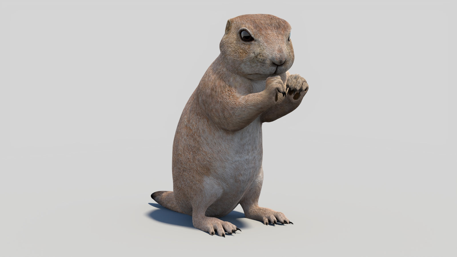 Animated Prairie Dog 3D Model 360° view 2 frame 7
