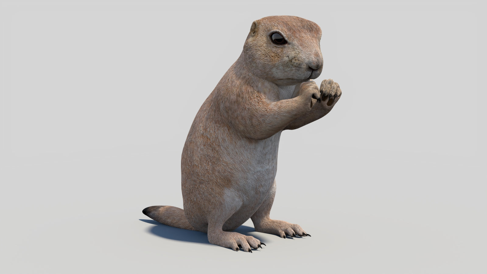 Animated Prairie Dog 3D Model 360° view 2 frame 8