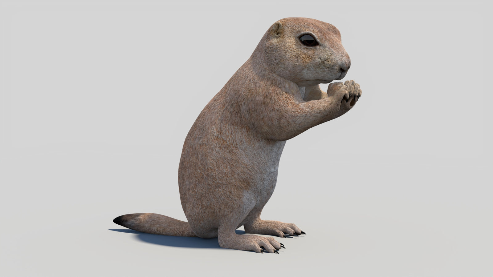 Animated Prairie Dog 3D Model 360° view 2 frame 10