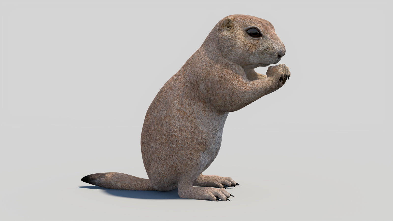 Animated Prairie Dog 3D Model 360° view 2 frame 11