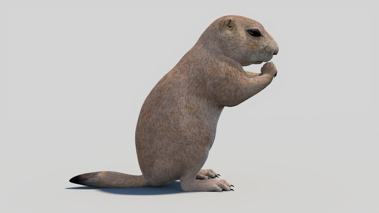 Animated Prairie Dog 3D Model 360° view 2 frame 13