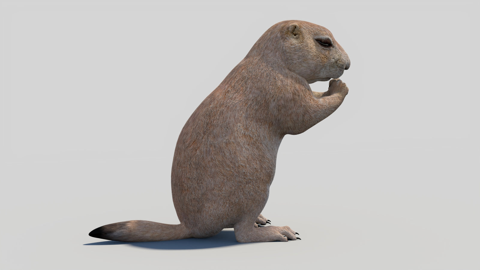 Animated Prairie Dog 3D Model 360° view 2 frame 14