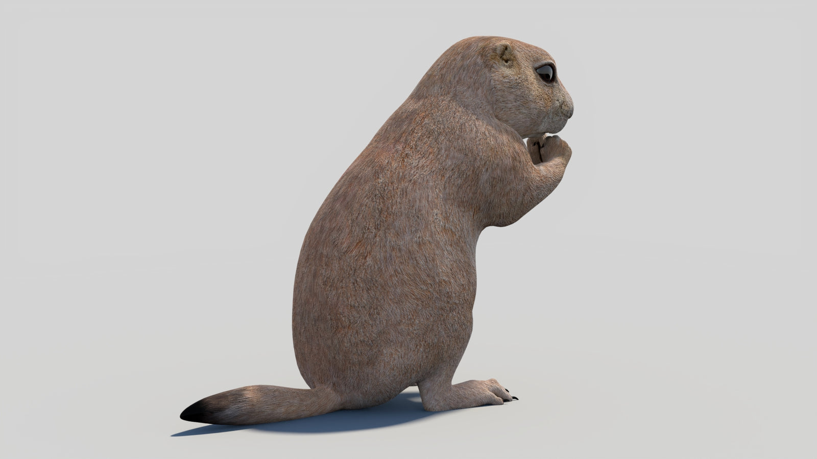 Animated Prairie Dog 3D Model 360° view 2 frame 16