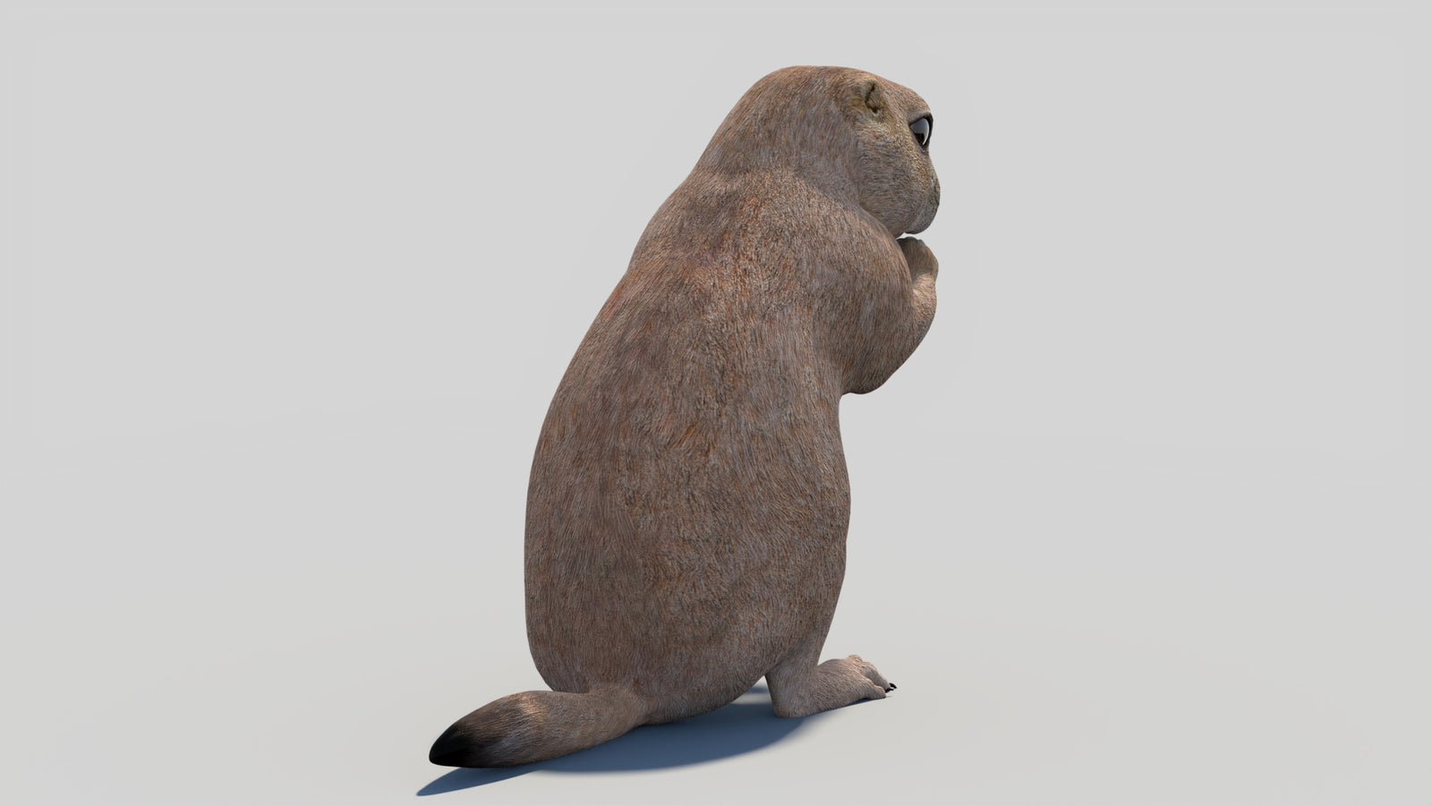 Animated Prairie Dog 3D Model 360° view 2 frame 18