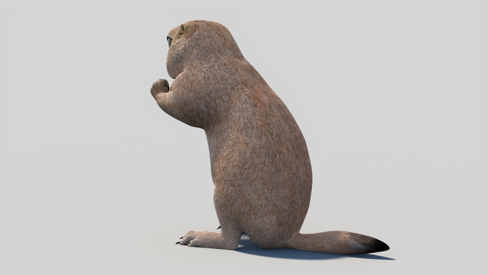 Animated Prairie Dog 3D Model 360° view 2 frame 27