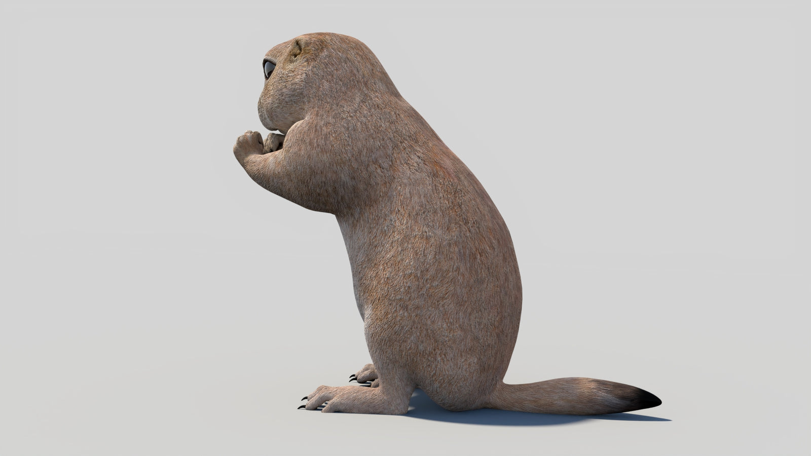 Animated Prairie Dog 3D Model 360° view 2 frame 28