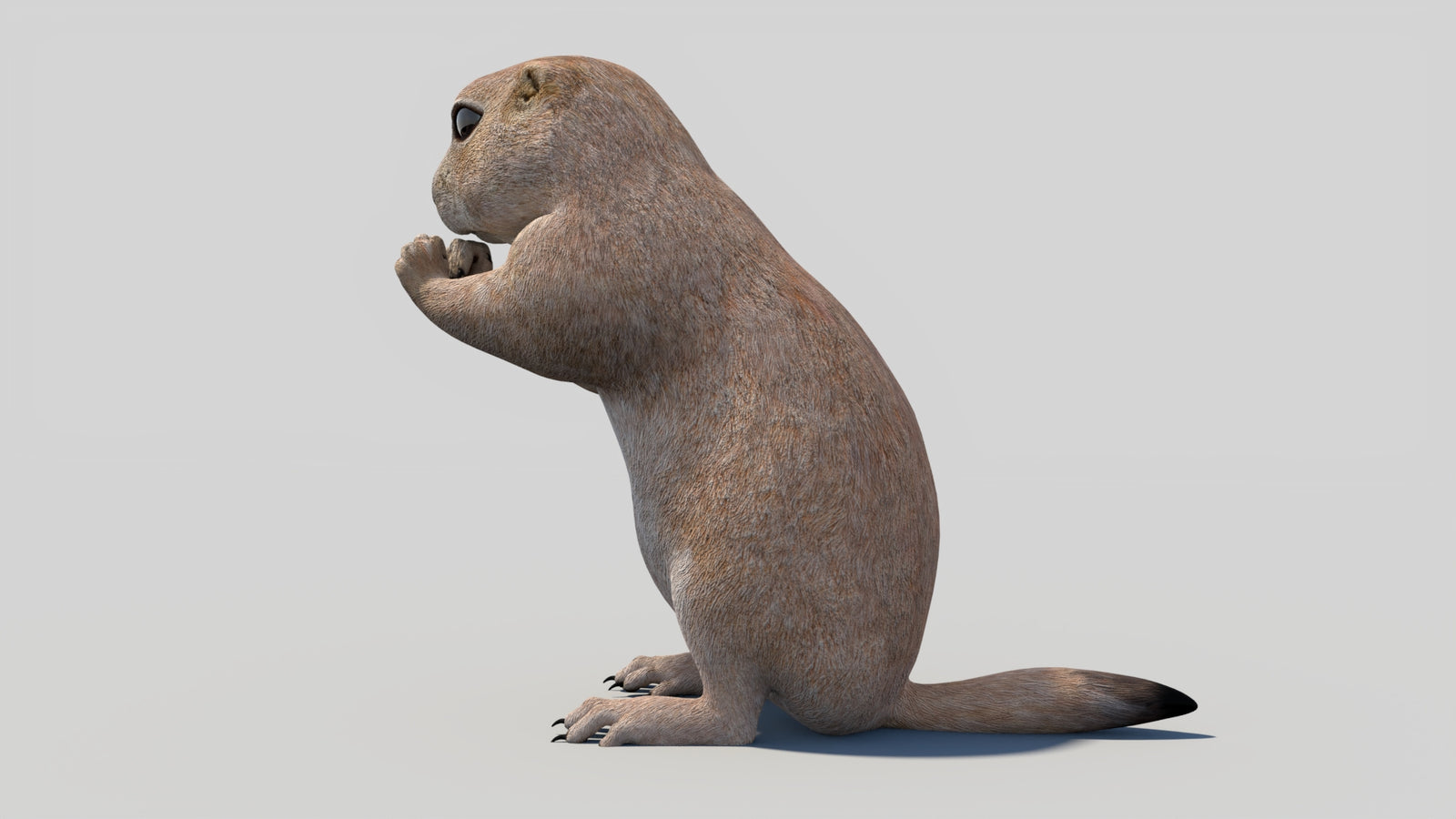 Animated Prairie Dog 3D Model 360° view 2 frame 29