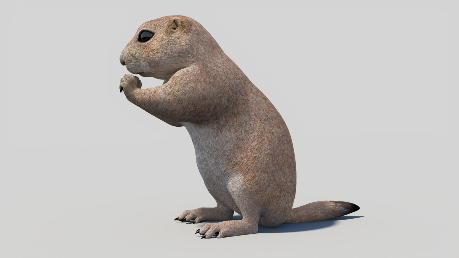Animated Prairie Dog 3D Model 360° view 2 frame 32