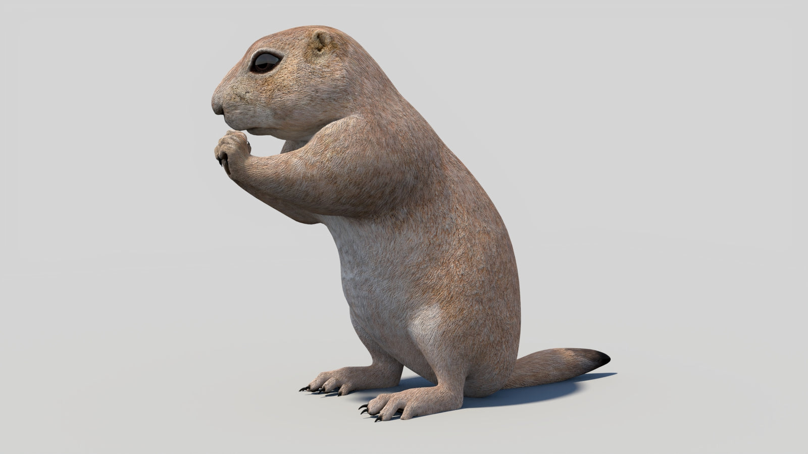 Animated Prairie Dog 3D Model 360° view 2 frame 33