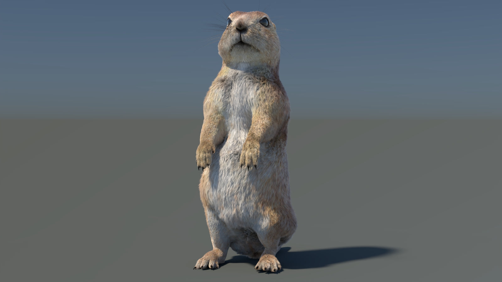 Rigged Prairie Dog 3D Model Fur 360° view 3 frame 3