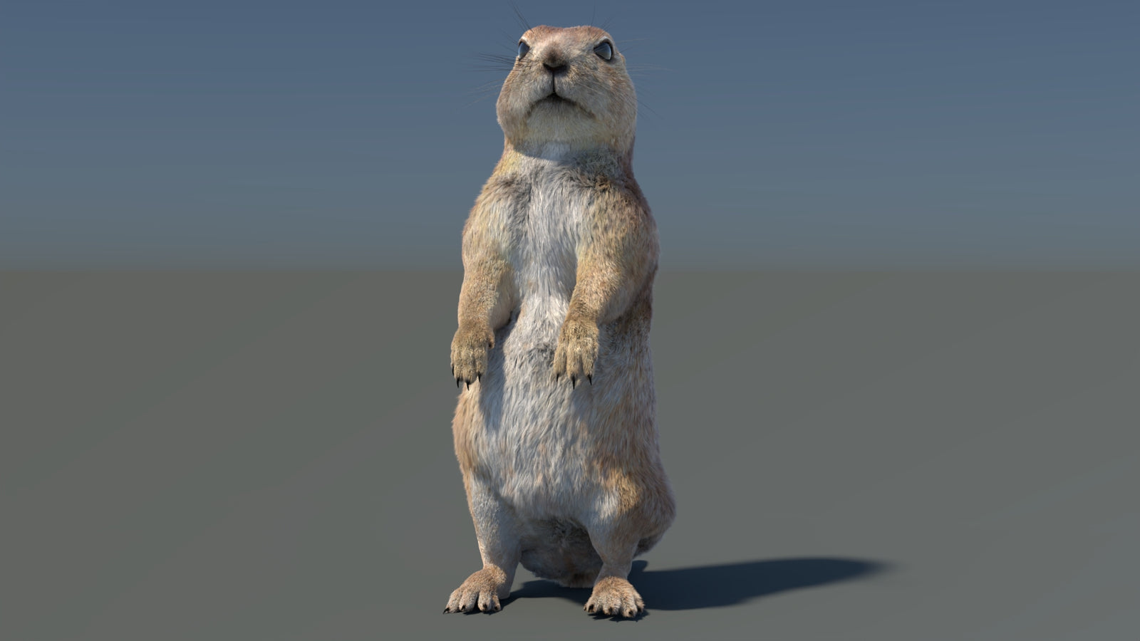 Rigged Prairie Dog 3D Model Fur 360° view 3 frame 4