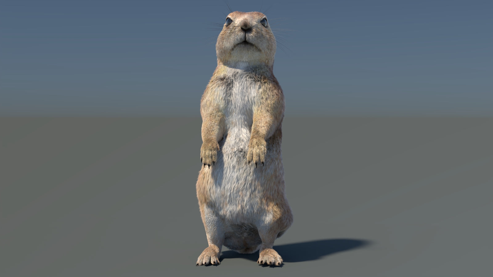 Rigged Prairie Dog 3D Model Fur 360° view 3 frame 6