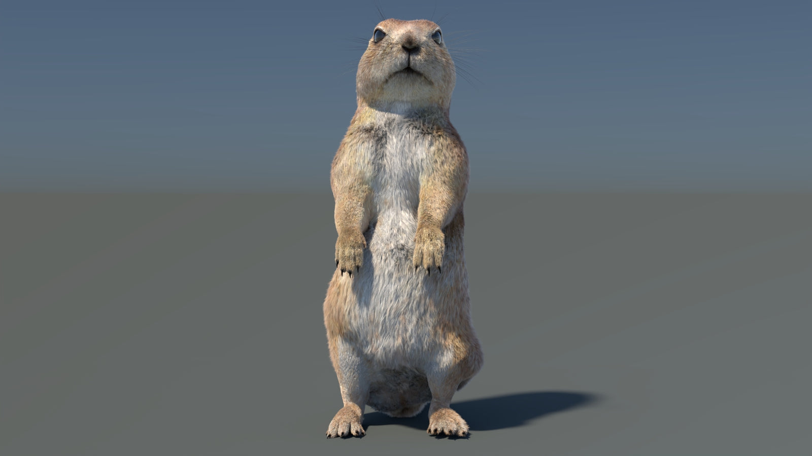 Rigged Prairie Dog 3D Model Fur 360° view 3 frame 7