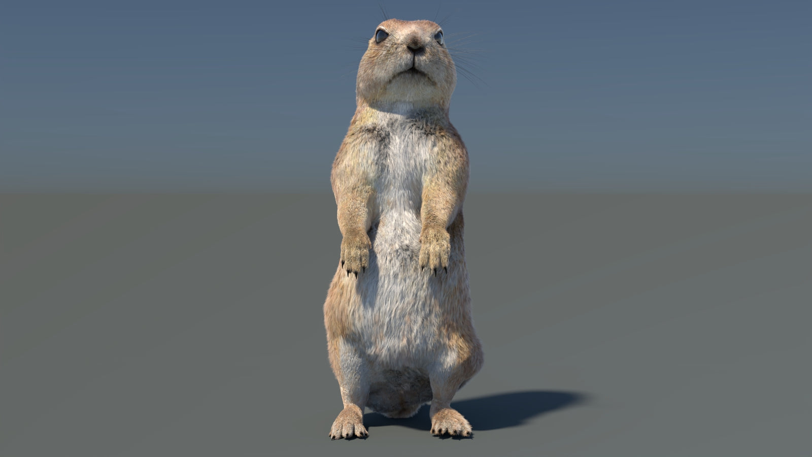 Rigged Prairie Dog 3D Model Fur 360° view 3 frame 8