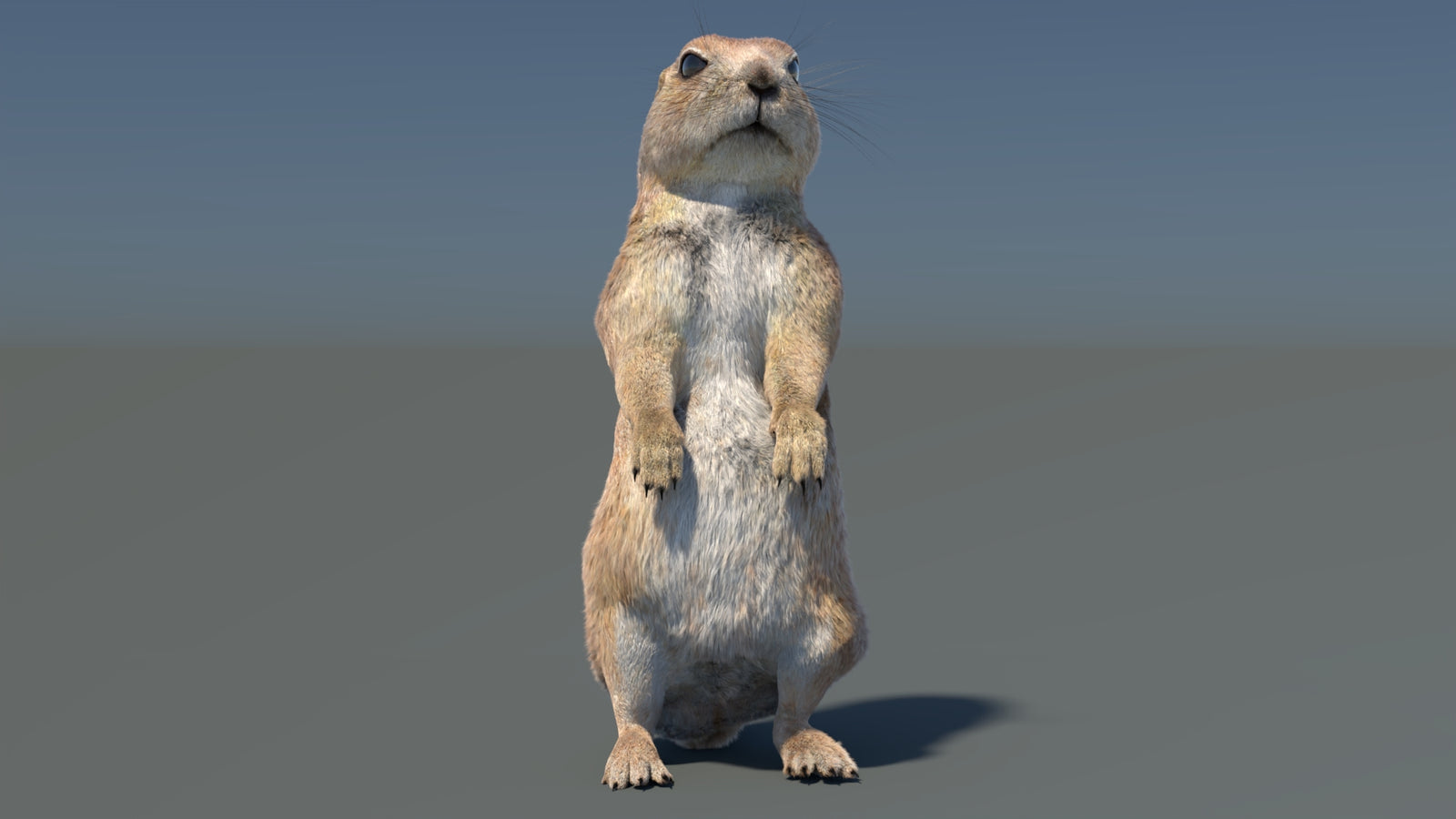 Rigged Prairie Dog 3D Model Fur 360° view 3 frame 10