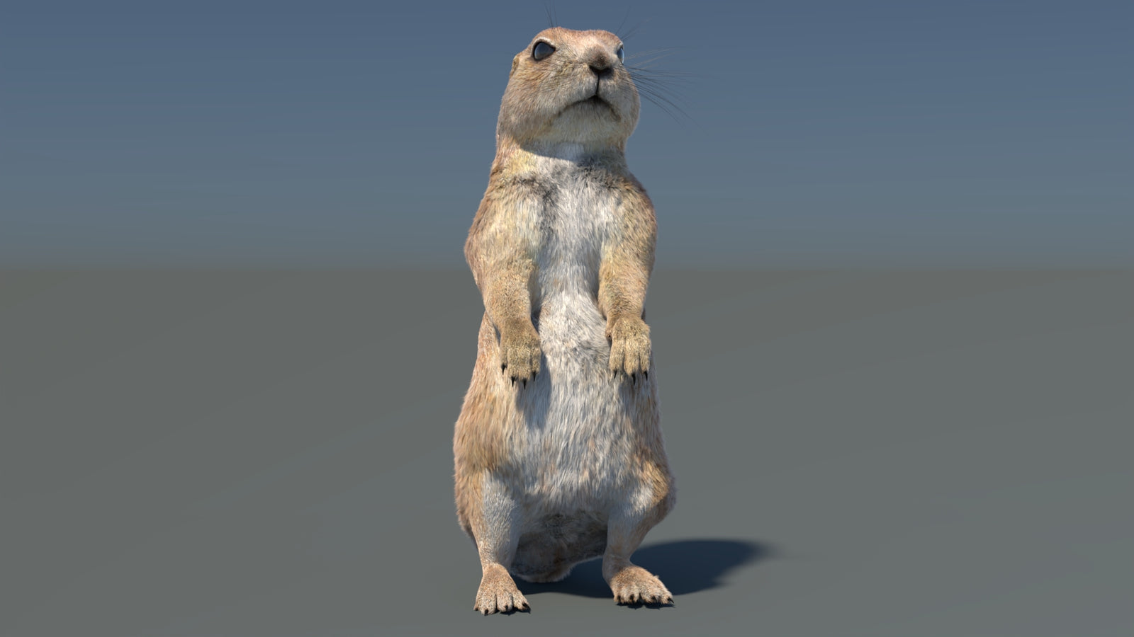 Rigged Prairie Dog 3D Model Fur 360° view 3 frame 11