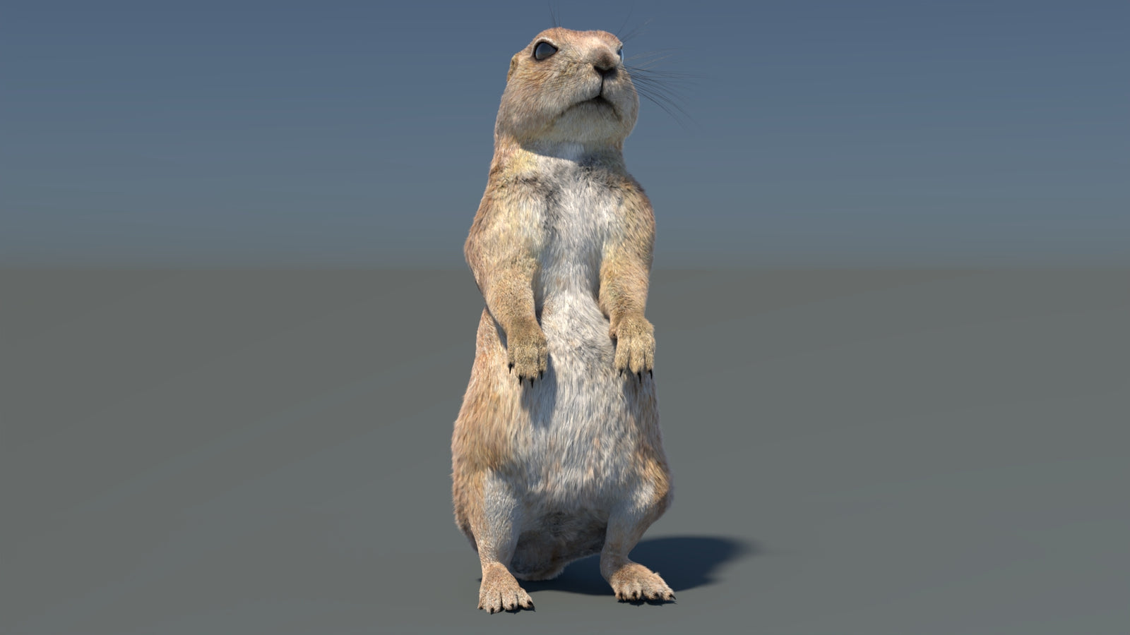 Rigged Prairie Dog 3D Model Fur 360° view 3 frame 12