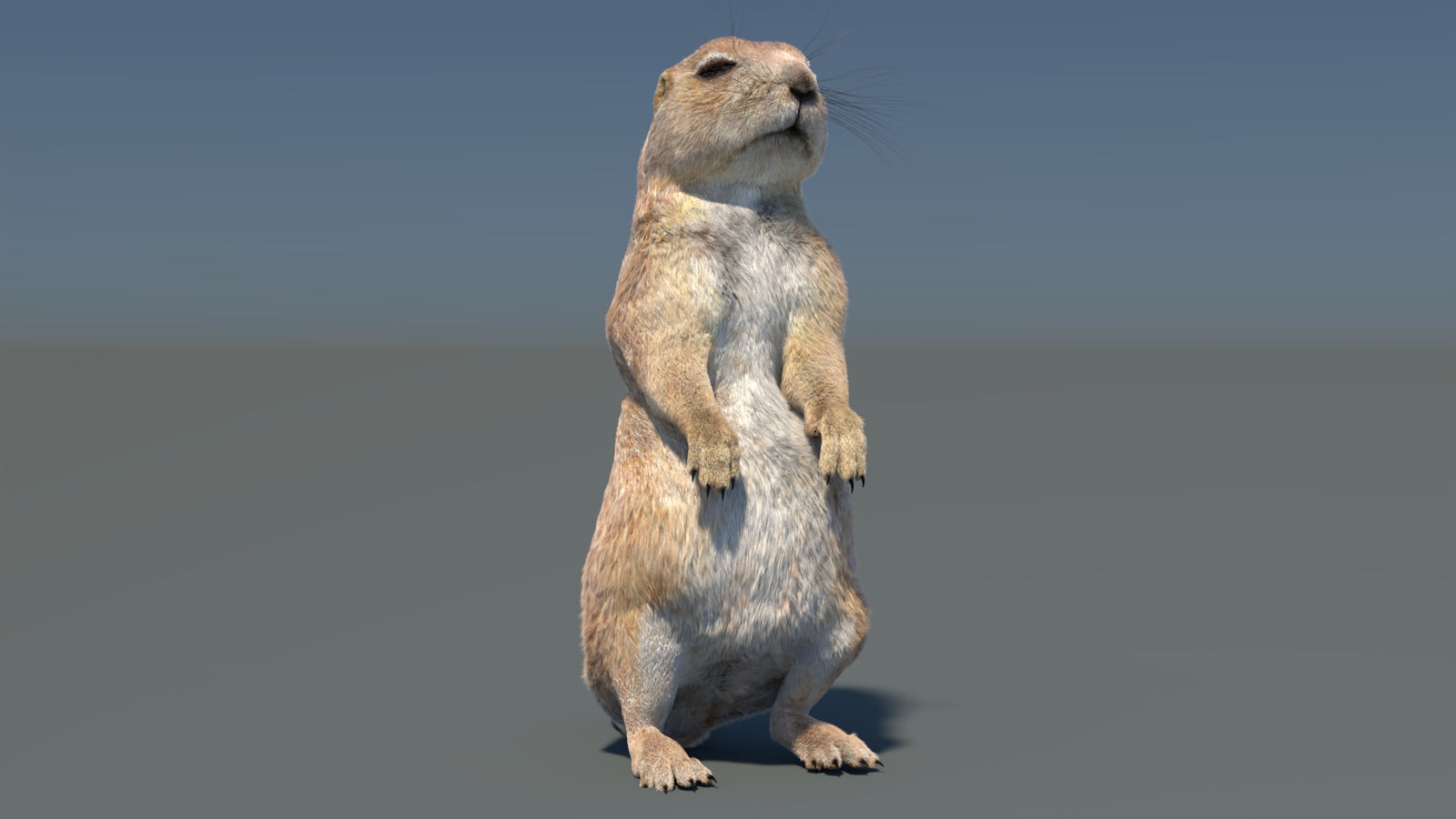 Rigged Prairie Dog 3D Model Fur 360° view 3 frame 15