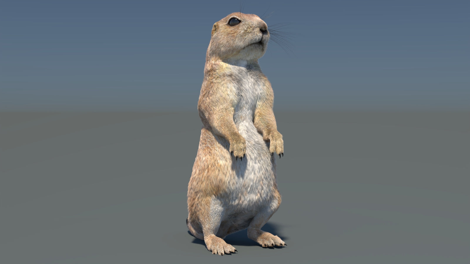 Rigged Prairie Dog 3D Model Fur 360° view 3 frame 17