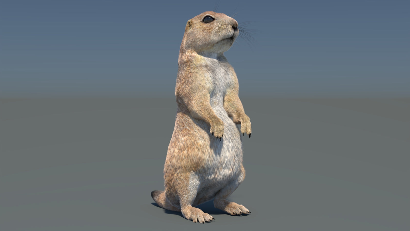 Rigged Prairie Dog 3D Model Fur 360° view 3 frame 20