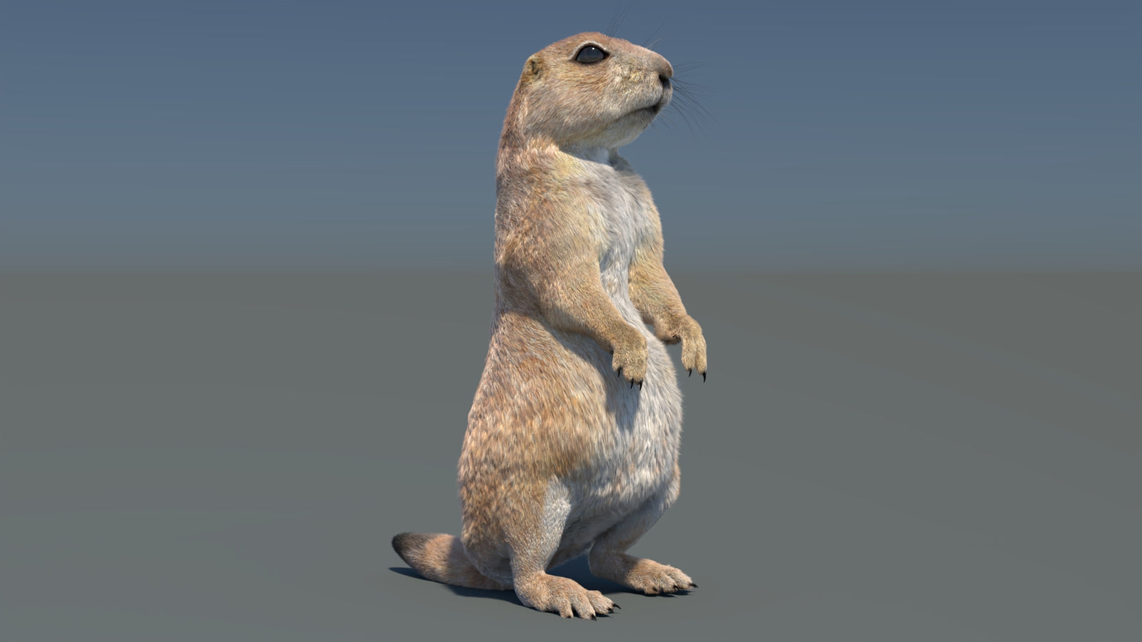 Rigged Prairie Dog 3D Model Fur 360° view 3 frame 23